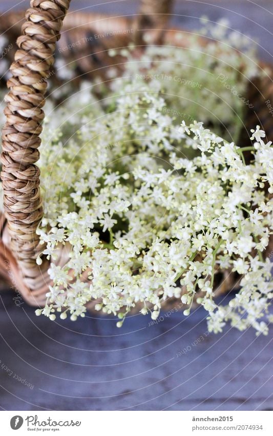 Blüten Holunderbusch Holunderblüte weiß Frühling Sommer sammeln Korb Ernte braun grün Innenaufnahme zart schön klein verarbeiten