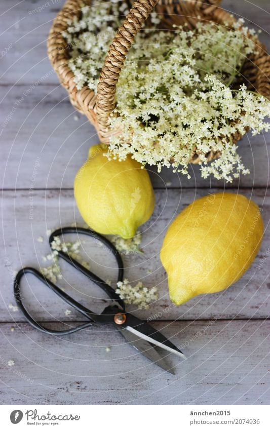 Erntezeit selbstgemacht Sirup Holunderbusch Holunderblüte Frühling Sommer machen sammeln Schere Zitrone Korb Blüte weiß gelb Holzfußboden geschnitten Natur