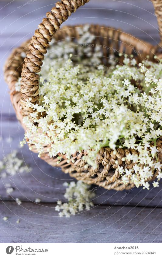 Blütenpracht Holunderbusch Holunderblüte weiß Frühling Sommer sammeln Korb Ernte braun grün Innenaufnahme zart schön klein verarbeiten