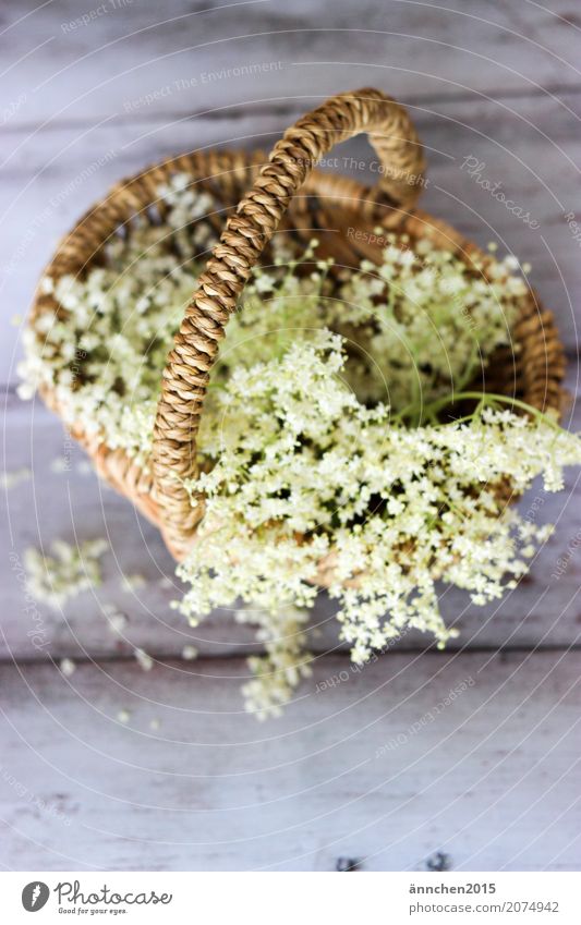 Holunderblütenliebe Blüte weiß Natur grün Korb Holunderbusch braun zart Innenaufnahme Detailaufnahme Sammlung ansammeln Ernte Sirup