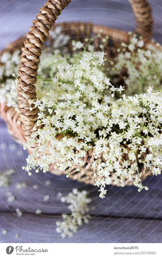 Blütenliebe weiß Natur grün Korb Holunderbusch Holunderblüte braun zart Innenaufnahme Detailaufnahme Sammlung ansammeln Ernte Sirup