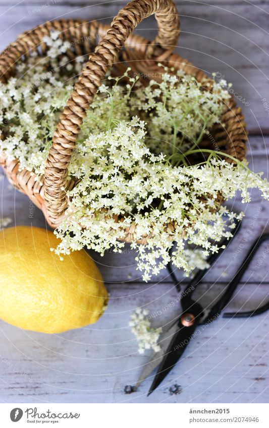 Holunderblütenernte Holunderbusch selbstgemacht Sirup Zitrone Sommer Frühling Natur Blüte weiß gelb Korb Schere geschnitten Ernte pflücken machen Doldenblüte