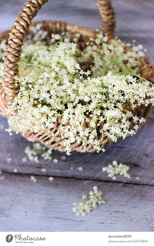 Holunderblüten Blüte Natur weiß Ernte Sommer Frühling Korb zart klein grün Innenaufnahme Pflanze Sammlung ansammeln Suche