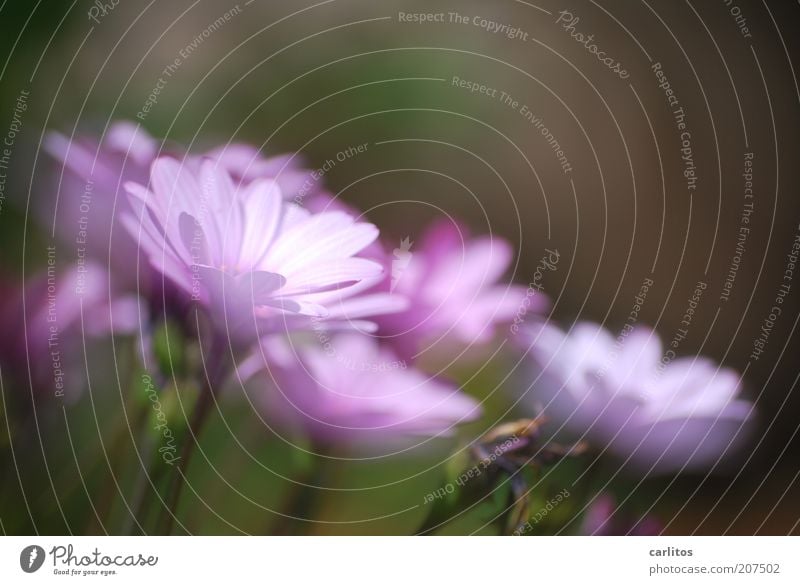 Jasmin Wagner Pflanze Sommer Blume Blühend Duft ästhetisch blau grün Farbe Blüte Blütenblatt violett leuchten Unschärfe Farbfoto mehrfarbig Außenaufnahme