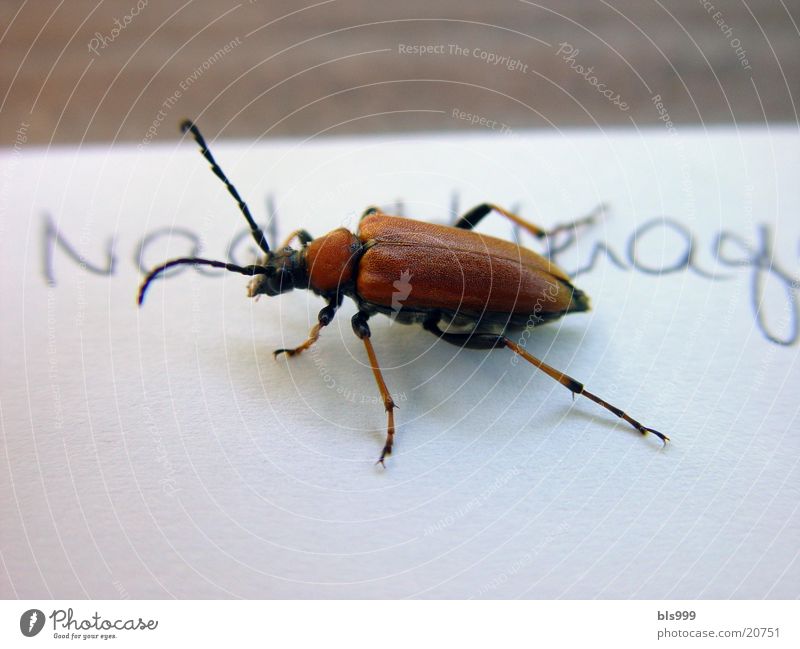 Überraschungsbesuch Tier Insekt Verkehr Käfer Natur