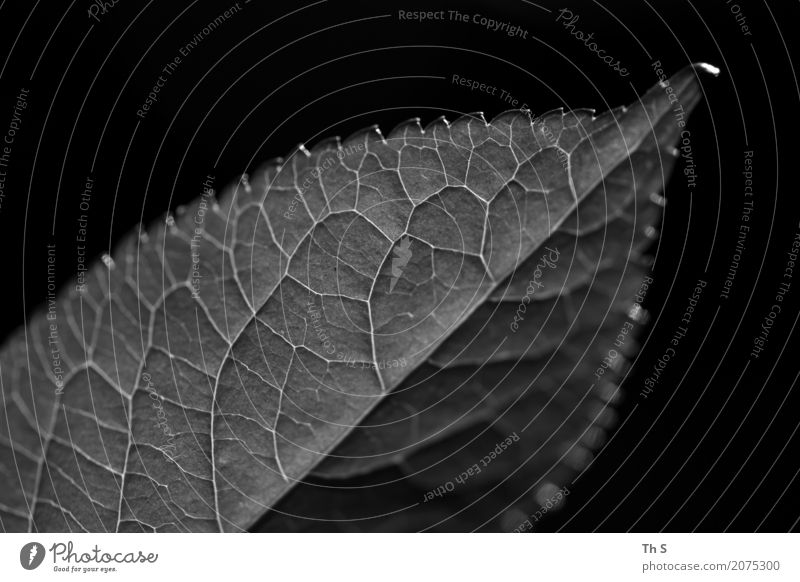 Blatt Natur Pflanze Frühling Sommer Herbst Winter ästhetisch authentisch einfach elegant natürlich grau schwarz weiß schön Gelassenheit geduldig ruhig Design