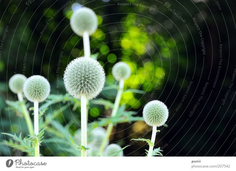 Bacteria Umwelt Natur Pflanze Blüte Grünpflanze exotisch Duft ästhetisch elegant schön natürlich retro stachelig wild grau grün schwarz Farbfoto Außenaufnahme