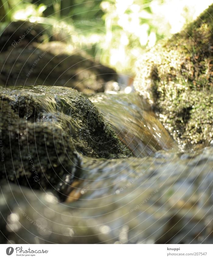 Stones Wohlgefühl Freiheit Sommer Sommerurlaub Berge u. Gebirge Umwelt Natur Pflanze Wasser Schönes Wetter Gras Moos Wildpflanze Flussufer Bach braun grün