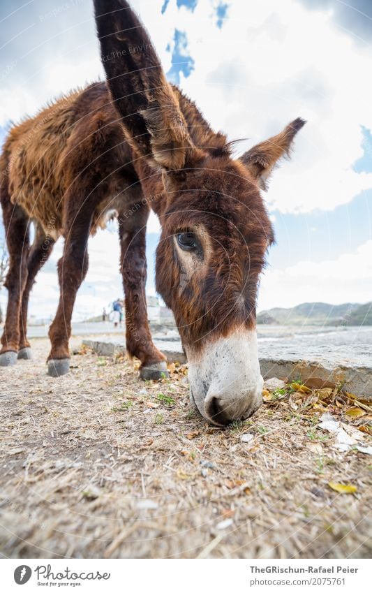 Burro Tier 1 blau braun weiß Esel Nase Fressen Fell weich Ohr Auge Huf Boden Himmel dünn Appetit & Hunger Farbfoto Außenaufnahme Experiment Textfreiraum unten