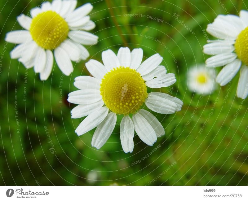 Kamille Pflanze Heilpflanzen Garten Tee Natur