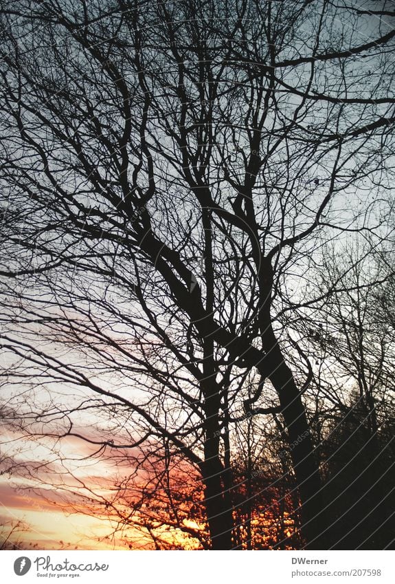 Winterabend Umwelt Natur Landschaft Pflanze Himmel Nachthimmel Sonnenaufgang Sonnenuntergang Klima Schönes Wetter Nordlicht Baum Wald leuchten schön rot Gefühle