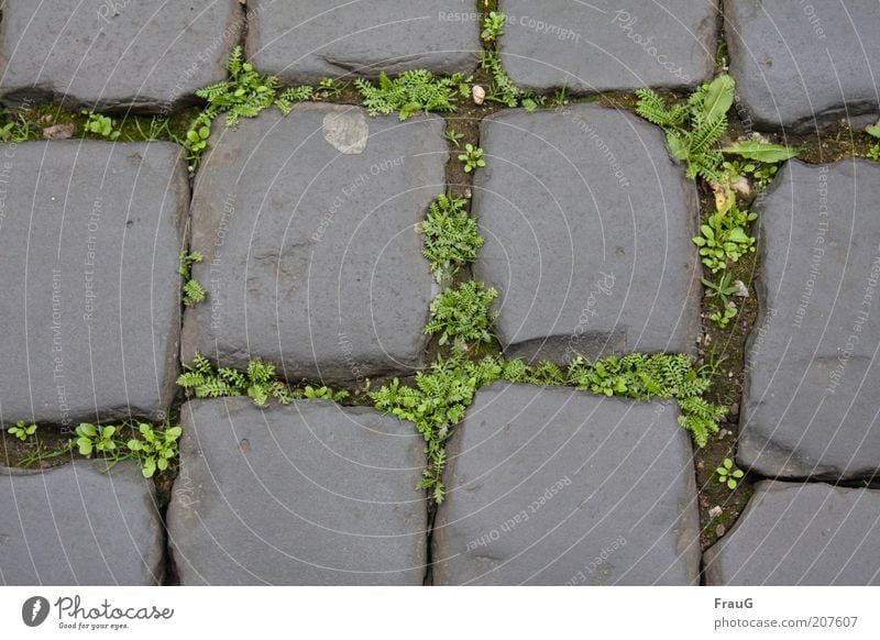 Altstadtpflaster Pflanze Menschenleer Straße Stein alt historisch Wege & Pfade Farbfoto Außenaufnahme Tag Kopfsteinpflaster Nahaufnahme Detailaufnahme Unkraut