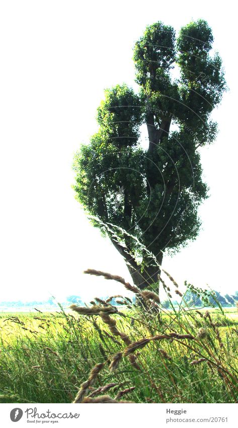 Baum grün Gras Weitwinkel Weide