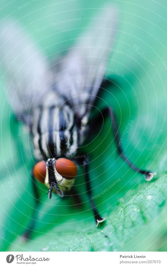 Wenn Fliegen hinter Fliegen fliegen Umwelt Natur Tier Tiergesicht Flügel 1 rot grün Beine Facettenauge Insekt nah unheimlich Blick bewegungslos Fleischfliege