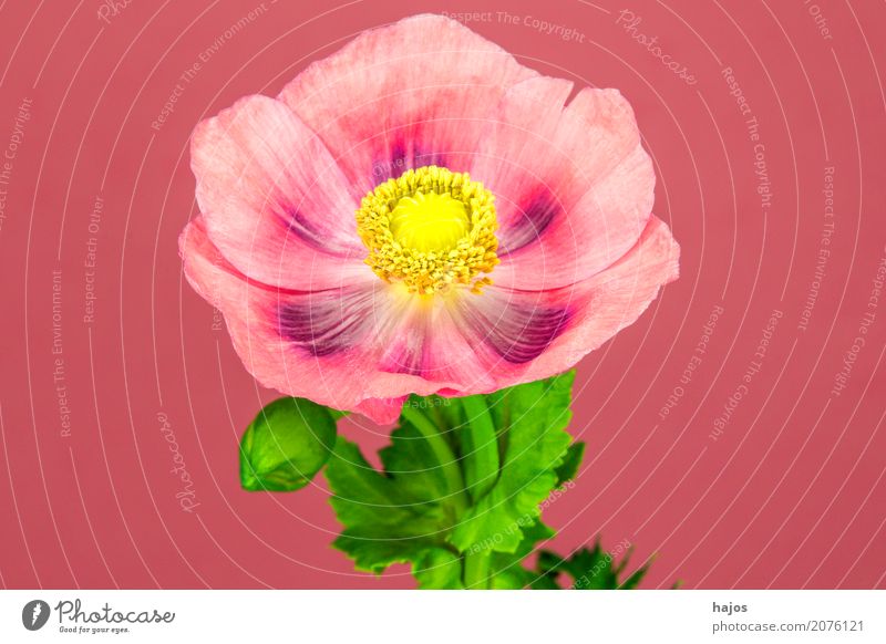 Schlafmohn,Blüte Rauschmittel Medikament Pflanze violett Sucht Mohn Opium Alkaloid Betäubungsmittel Narkotikum Pharmzie Gift Asien Farbfoto Nahaufnahme