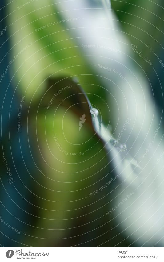 Tropfen Natur Wassertropfen Pflanze Blatt Grünpflanze Farbfoto Studioaufnahme Makroaufnahme Experiment Tau hydrophob