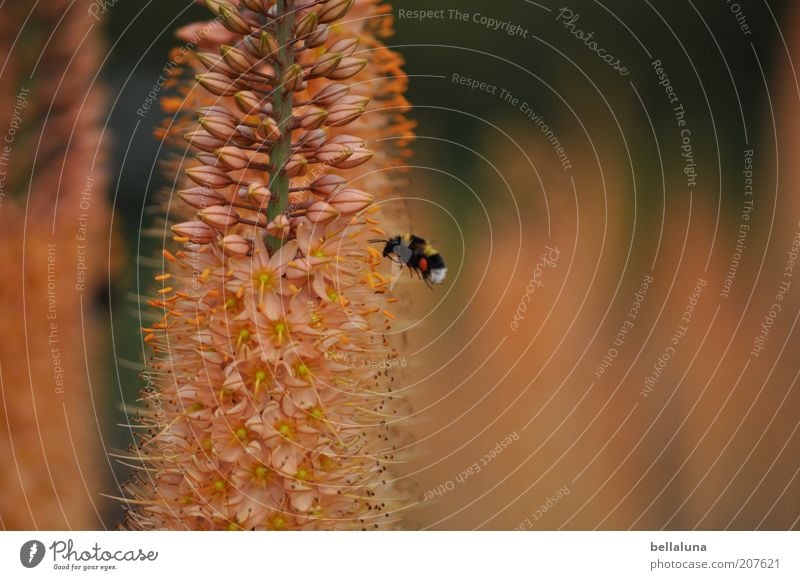 Hummelflug Umwelt Natur Pflanze Tier Wärme Blume Blüte Wildpflanze Wildtier 1 fliegen Insekt Warmes Licht bestäuben Warme Farbe Farbfoto mehrfarbig