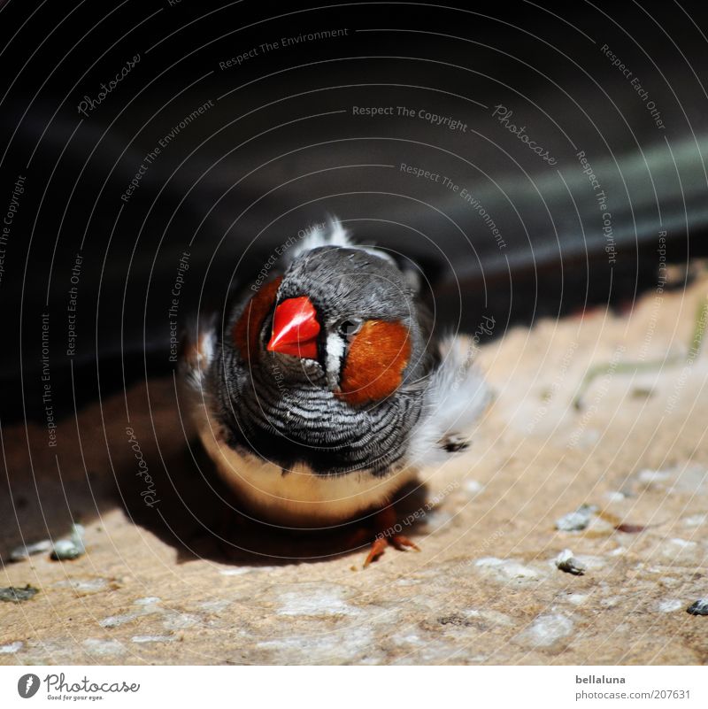 Was guckst du??? Umwelt Natur Tier Vogel 1 Fink Zebrafink Sonnenlicht Tiergesicht Tierporträt Blick in die Kamera Schnabel rot Nahaufnahme Farbfoto mehrfarbig