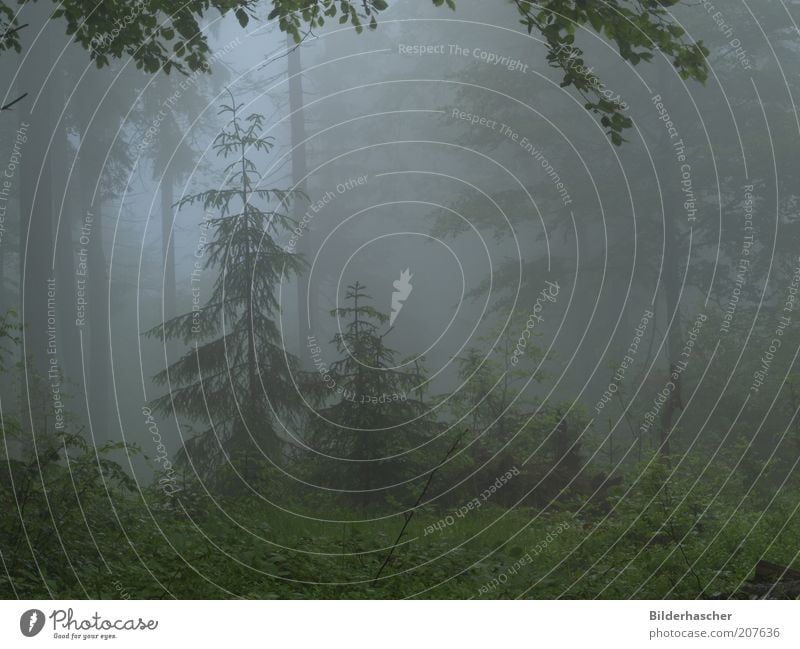 Nebelwald Natur Landschaft Pflanze Klima Wetter schlechtes Wetter Baum Sträucher Wald Einsamkeit Frieden ruhig Stimmung Umwelt Buche Fichte Mischwald feucht