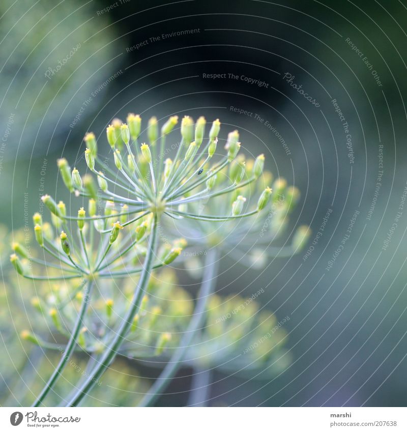 es roch so gut... Natur Pflanze Frühling Sommer Nutzpflanze Wildpflanze lecker blau grün Dill Dillblüten geschmackvoll Geschmackssinn Kräuter & Gewürze zart