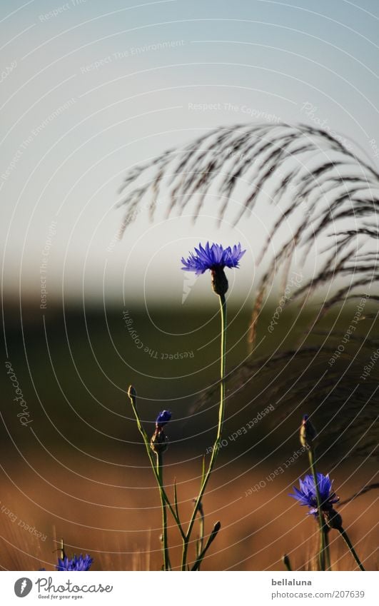 Beschützt Umwelt Natur Pflanze Himmel Wolkenloser Himmel Sonnenlicht Sommer Klima Wetter Schönes Wetter Blume Gras Blüte Nutzpflanze Wildpflanze Wachstum