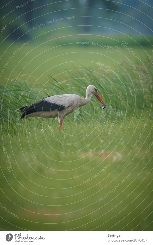 Storch mit fetter Beute im Schnabel Natur Pflanze Tier Gras Park Wiese Feld Wildtier Vogel Schlange Tiergesicht Flügel 1 Fressen Ringelnatter Kreuzotter Feder