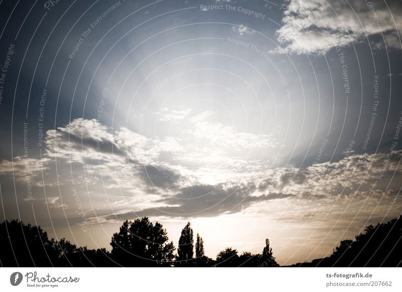 Strahlungsleck Umwelt Natur Landschaft Urelemente Luft Himmel Wolken Horizont Sonne Sonnenaufgang Sonnenuntergang Sonnenlicht Schönes Wetter Baum strahlenförmig