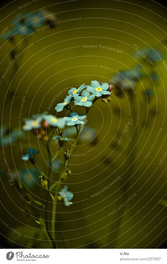 kleine Glücksbringer Umwelt Natur Pflanze Blume Blüte Wildpflanze Vergißmeinnicht Blühend Duft Wachstum schön blau grün Farbfoto Nahaufnahme Detailaufnahme