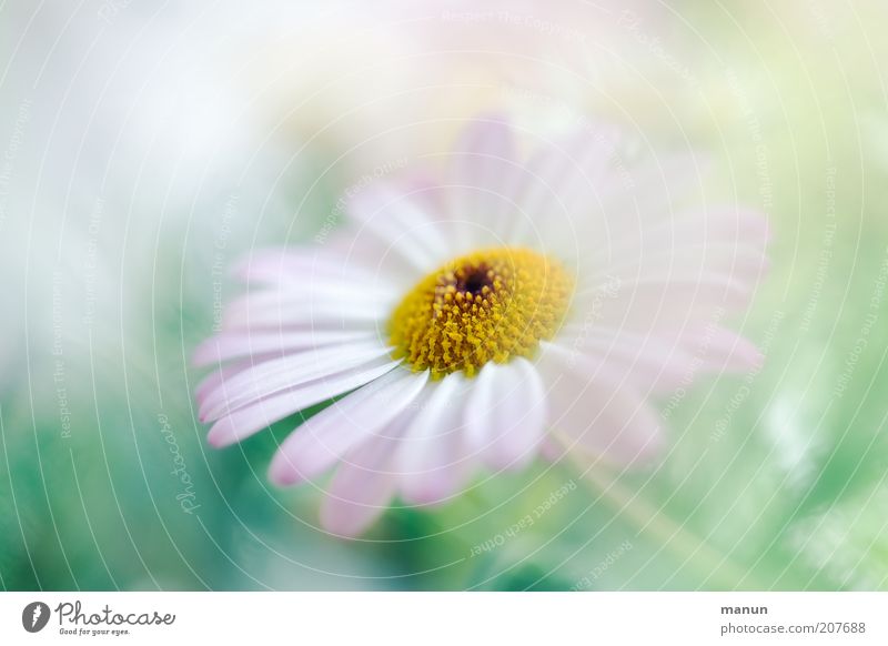 rosa Margerite Natur Sommer Pflanze Blume Blüte Sommerblumen Blütenblatt Blühend Wachstum Duft hell schön zart sanft weich Pastellton Farbfoto