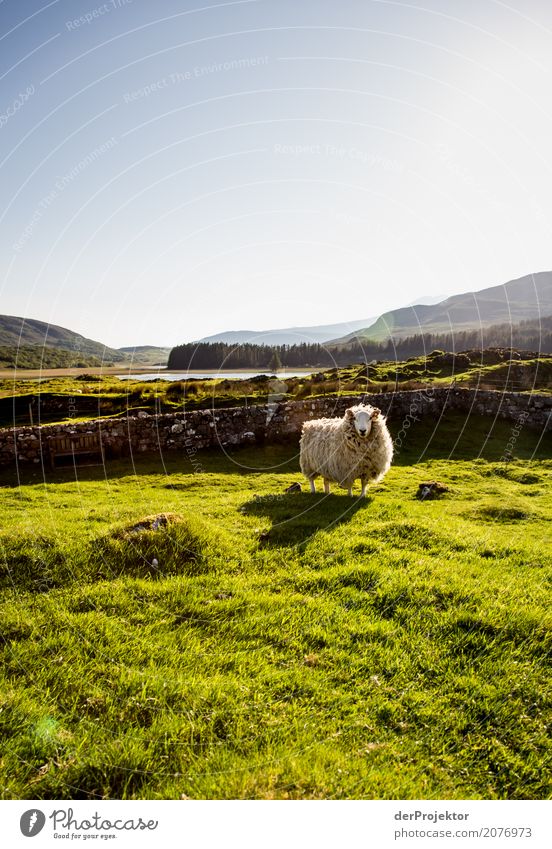 Schaf am Morgen auf Isle of Skye Wolken Felsvorsprung Küste Seeufer Flussufer Sommer Landschaft Felsen Bucht Pflanze Fjord Insel Schottland Europa Außenaufnahme