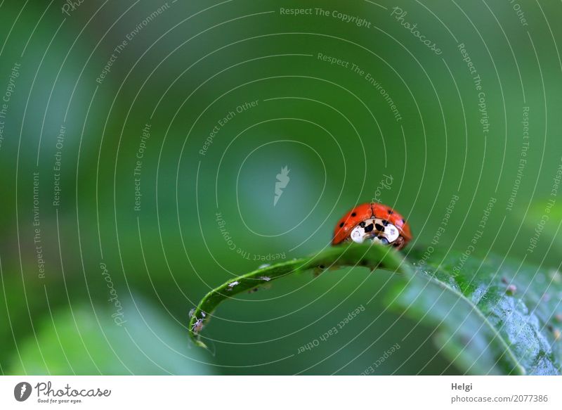 im Schlemmerparadies Umwelt Natur Pflanze Tier Frühling Blatt Garten Käfer Laus Tiergruppe Fressen krabbeln authentisch klein natürlich grau grün rot schwarz