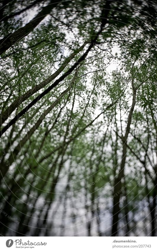 Ekstase Umwelt Natur Pflanze Baum Grünpflanze Farbfoto Außenaufnahme Schatten Unschärfe Wald Froschperspektive Blätterdach aufwärts himmelwärts