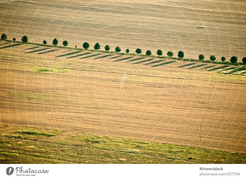 schlange stehen Landschaft Sommer Baum Feld ästhetisch Allee Fußweg einfach Ackerbau Farbfoto Außenaufnahme Luftaufnahme Abend Vogelperspektive Baumreihe