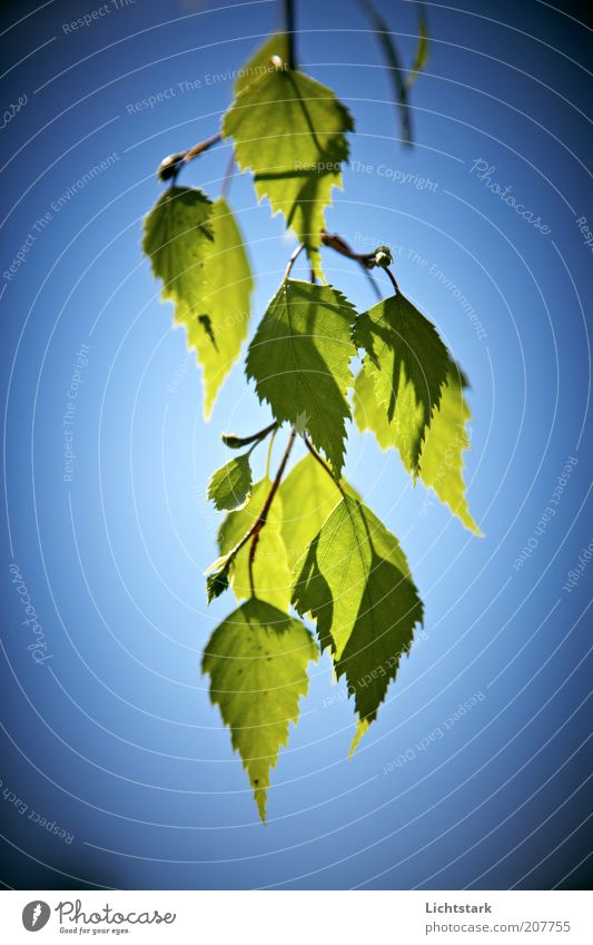 einfach gruen Pflanze Baum Blatt Grünpflanze blau grün rein Stil Farbfoto Außenaufnahme Himmel Zweig Detailaufnahme freihängend Menschenleer Ast Tag