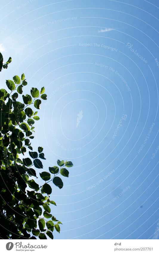 %% Natur Unendlichkeit Blätterdach Blatt Baum Himmel Ast Geäst Froschperspektive himmelblau himmelwärts Textfreiraum oben grün-blau Frühling Schatten frisch