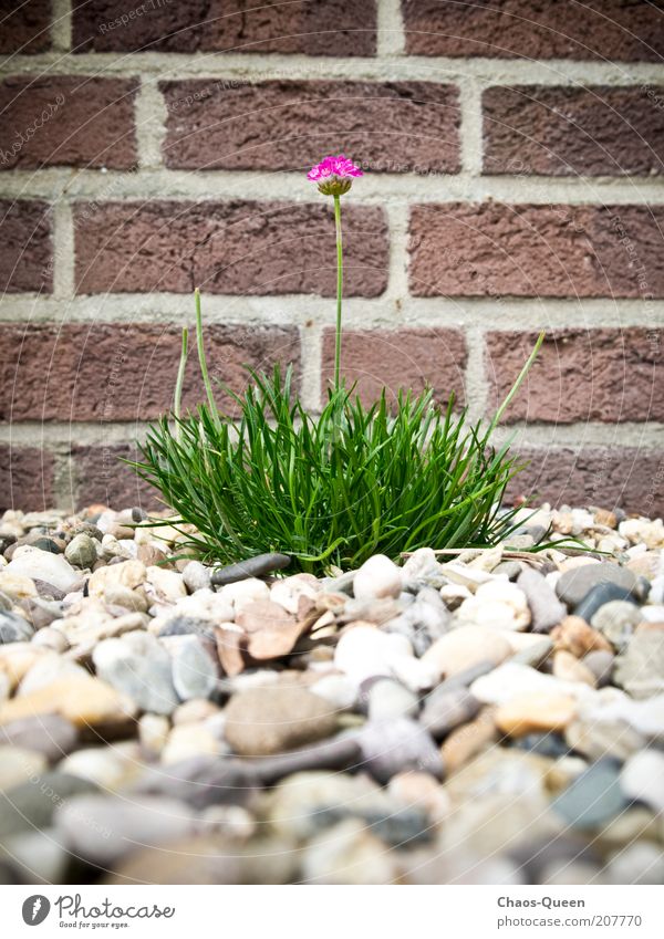 Mauerblümchen Sommer Garten Natur Pflanze Erde Blume Blüte Grünpflanze Wand Stein außergewöhnlich einfach nah natürlich schön unten braun grün rosa rot Leben