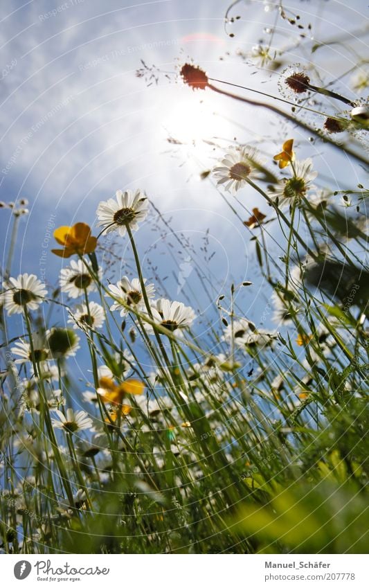 Sommerwiese Erholung Sonne Natur Pflanze Gras Wiese blau gelb Perspektive Blumenwiese Margerite Kalkmagerwiese Botanik Wiesenblume leucenthemum vulgare