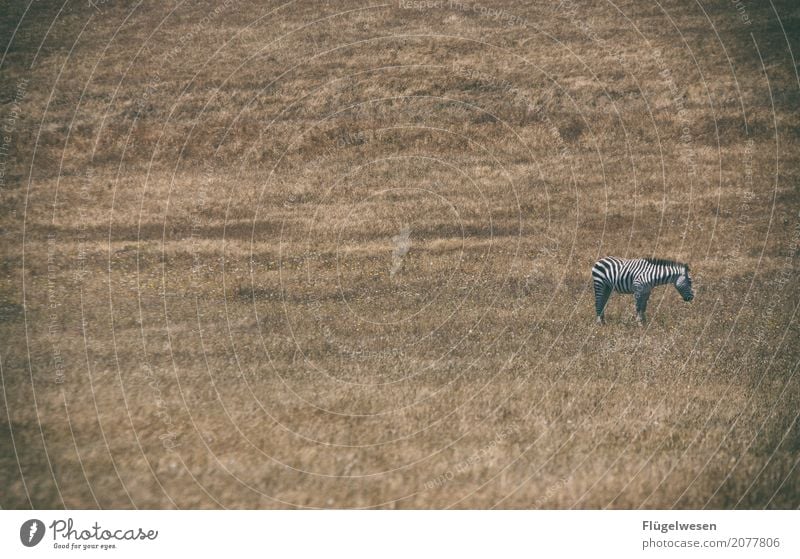 Abrakazebra Gras Sträucher Tier Nutztier Wildtier 1 Leben Zebra Ödland trocken Trockengebiet Streifen Einsamkeit einzeln tierisch Tierschutz Tierjunges Wildnis