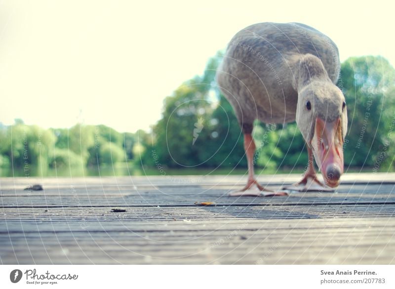 gans ganz nah. Wolkenloser Himmel Schönes Wetter Vogel Gans 1 Tier beobachten Schnabel Steg Neugier Wasser Farbfoto Gedeckte Farben Außenaufnahme Menschenleer