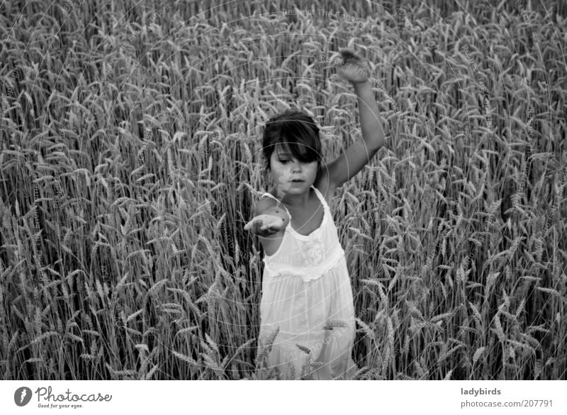 Mädchen im Kornfeld Spielen Sommer Kindererziehung Mensch Kindheit Leben Gesicht Arme 1 3-8 Jahre Tanzen Umwelt Natur Klimawandel Nutzpflanze Feld Kleid Käfer