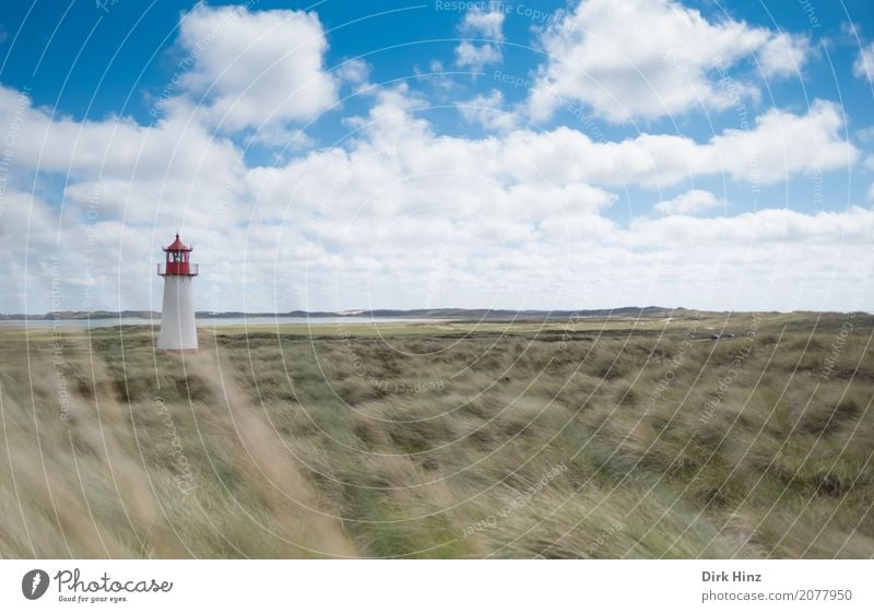 Leuchtturm in List auf Sylt Ferien & Urlaub & Reisen Tourismus Ferne Freiheit Sommer Sommerurlaub Meer Insel Natur Pflanze Wildpflanze Küste Nordsee maritim