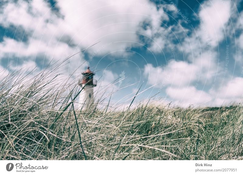 Leuchtturm in List auf Sylt Strand Meer Insel Natur Wasser Pflanze Gras Wildpflanze Küste Nordsee Sicherheit Tourismus Tradition Nordfriesland