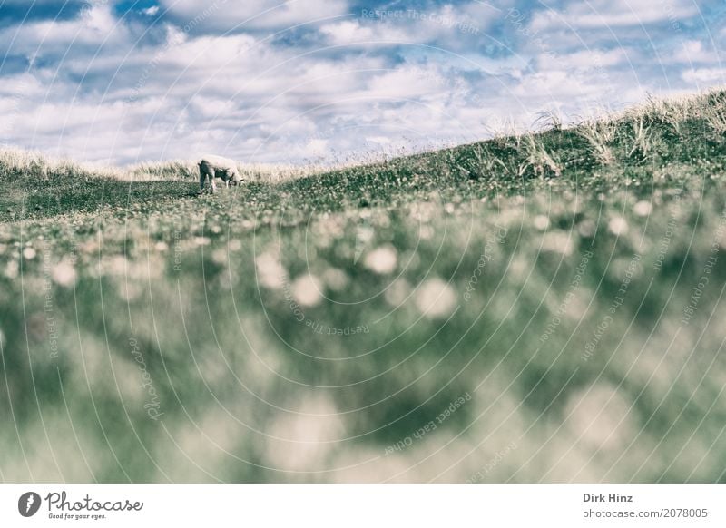 Viel abzugrasen Meer Insel Natur Sommer Pflanze Gras Wildpflanze Küste Nordsee Umweltschutz Ferne Nordfriesland Schleswig-Holstein Sylt nordisch Schaf Tier