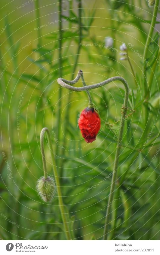 Laß den Kopf nicht hängen! Umwelt Natur Pflanze Klima Wetter Schönes Wetter Blume Gras Blüte Grünpflanze Wildpflanze Wachstum schön Mohn Mohnblüte Mohnkapsel