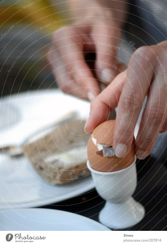 Frühstück ist fertig. Brötchen Ei Ernährung Essen Teller Messer Löffel Hand Finger 1 Mensch lecker rund ruhig Appetit & Hunger Farbfoto Außenaufnahme Morgen