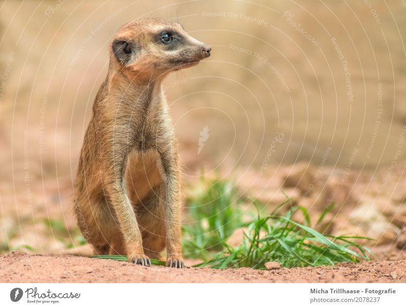 Sitzendes Erdmännchen Portrait Natur Tier Sonne Sonnenlicht Schönes Wetter Pflanze Gras Wildtier Tiergesicht Fell Krallen Pfote Zoo 1 Stein Sand beobachten