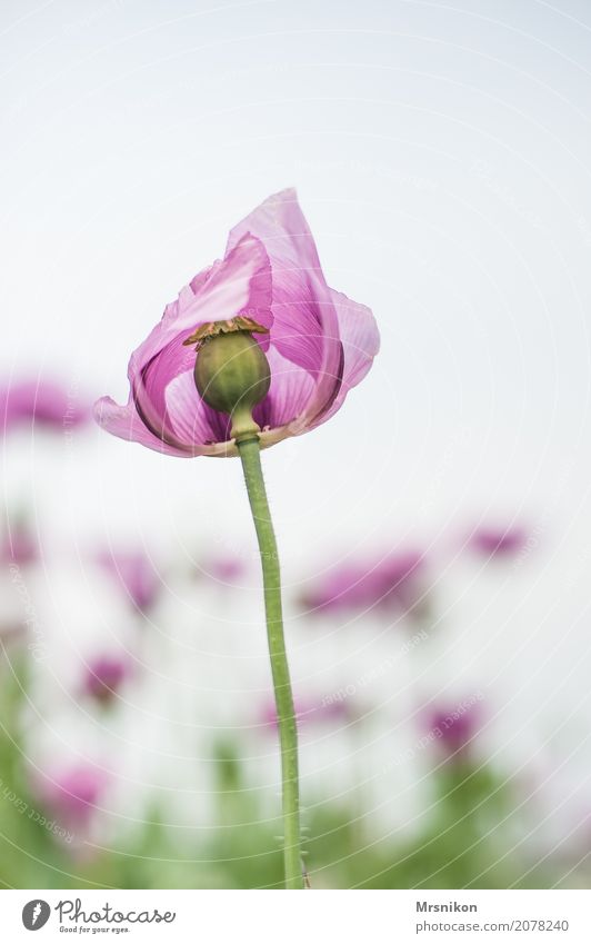 Mohnblüte Natur Frühling Sommer Pflanze Blatt Blüte Garten Park Wiese Feld außergewöhnlich exotisch schön rosa Mohnfeld Mohnkapsel Blütenknospen Blütenstempel