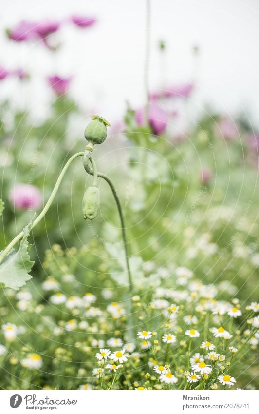 Liebende Natur Frühling Sommer Pflanze Grünpflanze Nutzpflanze Wiese Feld grün Treue Mohn Mohnfeld Mohnkapsel Mohnblatt Verbundenheit Zusammensein geflochten