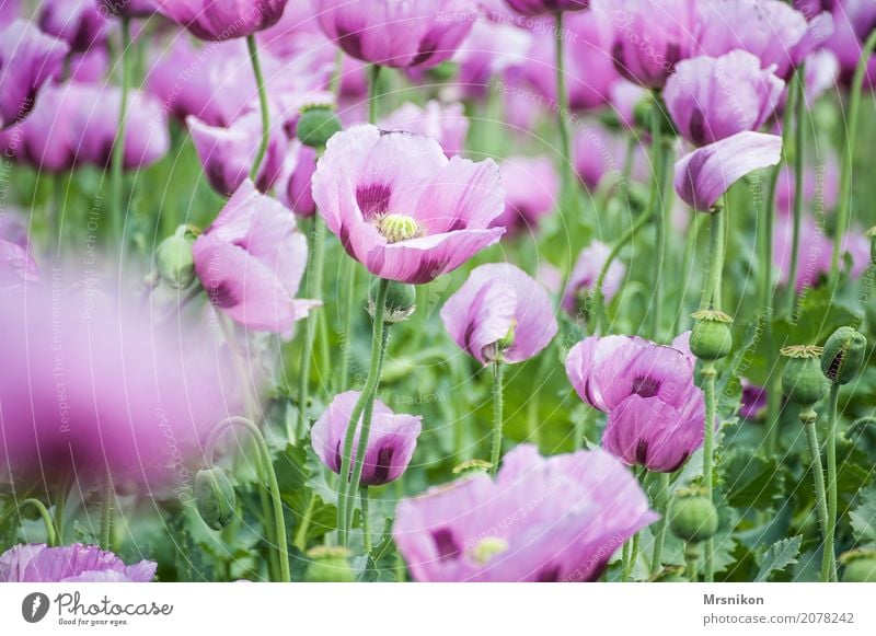 Mohnfeld Natur Frühling Sommer Pflanze Blüte Nutzpflanze Garten Park Wiese Feld Duft einzigartig Freizeit & Hobby Idylle Unendlichkeit Mohnblüte Mohnkapsel