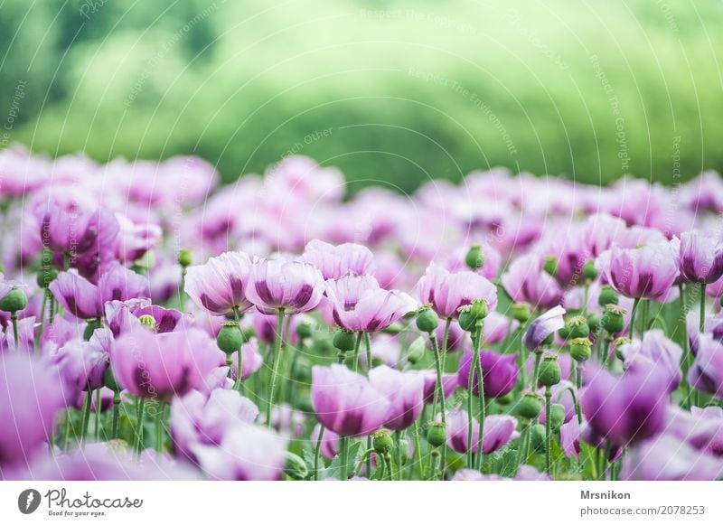 Mohnfeld Natur Frühling Sommer Pflanze Blüte Nutzpflanze Wiese Feld frei Unendlichkeit schön Mohnblüte Mohnkapsel Mohnblatt Feldfrüchte Feldrand backmohn rosa